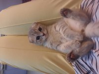 Bursa yavru british shorthair