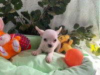 Chihuahua yavrularımız