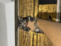 ÇOK SOSYAL MAİNE COON BEBEKLERİMİZ