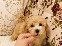Sütlü Kahveli Küt Burun Maltipoo Kızımız