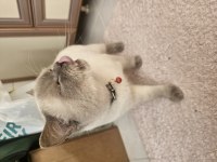 Blue point british shorthair