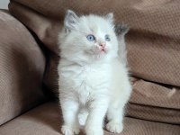 SECERELİ RAGDOLL YAVRULAR