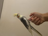 Evcil alaca pied sultan papağanı yetişkin dişi ile takas