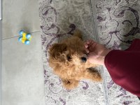 Bebek yüzlü sağlık garantili Toy poodle