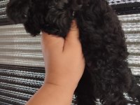 Silver black poodle yavrular