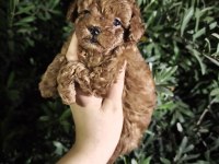 Toy poodle BEBEKLER