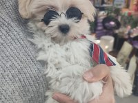 Üst düzey maltipoo bebeklerimiz hazır
