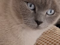 British blue point dişi kedimiz