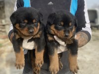 ROTTWEİLER YAVRULARI YENİ AİLELERİNİ BEKLİYOR