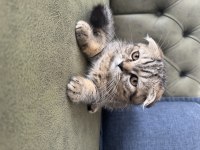 Scottish Fold Tabby