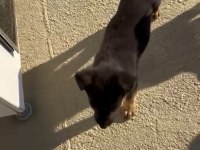Köpeğimizin adı Linda