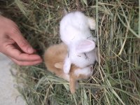 Lop tavşan