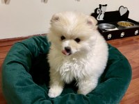 Ayı Surat Pomeranian Boo