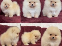 Sağlık Ve Irk Garantili Pomeranian Boo