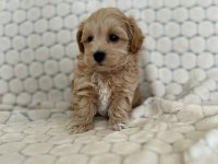Maltipoo  Yavrularımız 
