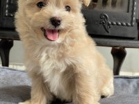 Eğitilebilir Toy Poodle Yavruları ile Evinize Neşe Katın