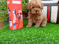 Kore Bir Poodle İstiyorsanız Doğru Adrestesiniz