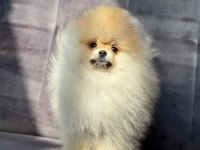 Safkan pomeranian boo