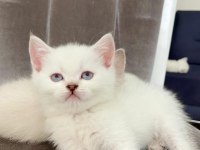 British shorthair beyaz