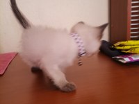 2 adet kırık kuyruk saf kan siyam yavrusu