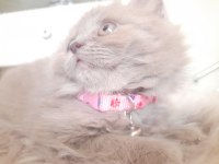 British longhair kumru ailesini arıyor
