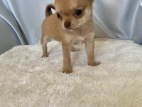 karamel chihuahua (şivava) kardeşler