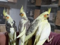 Sultan papağanı bulunur