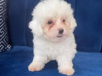 Terrier bebek köpekler