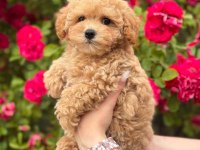 Korean Kg Garantili Maltipoo Yavrularımız