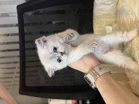 Britsh shorthair blue point yavrular