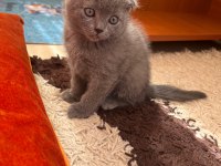Scottish Fold Yavrular