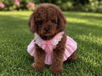 Red kırmızı toy poodle bebeklerimiz üst kalite
