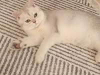 British shorthair dişi yavru