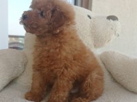 Çok tatlı toy poodle erkek yavru