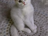 British shorthair