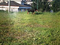 Bugün satılması lazım o yüzden çok uyguna gidecek doberman