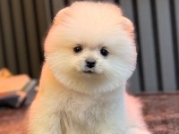 Karbeyaz Dişi Pomeranian Boo