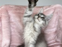 Gümüş renkli maine coon erkek