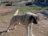 Satılık bir yaşında Kangal kırması