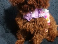 Toy poodle 6 aylık köpeğimiz