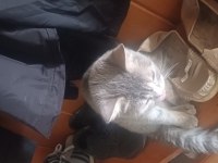 Mama fiyatına sahiplendirecek british shorthair