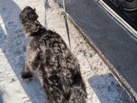 Eğitimli kısır dişi köpeğimiz