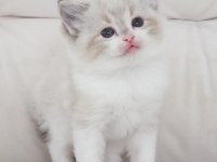 Full şecereli ragdoll yavruları