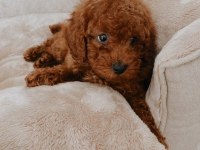 TOY POODLE YAVRULARI