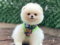 Pamuk Şekeri Pomeranian Boo