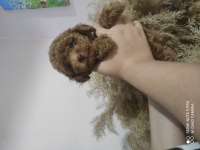Kore poodle bebekler