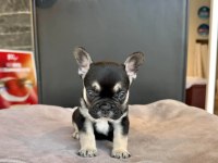 ÜST DÜZEY DİŞİ ERKEK FRENCH BULLDOG