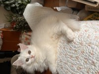 Scottish fold longhair 2 aylık babası şecereli