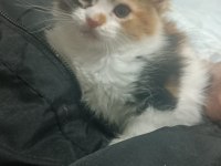 Maine coon dişi yavru 2 aylık