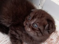 Oyuncu yavrular scottish fold